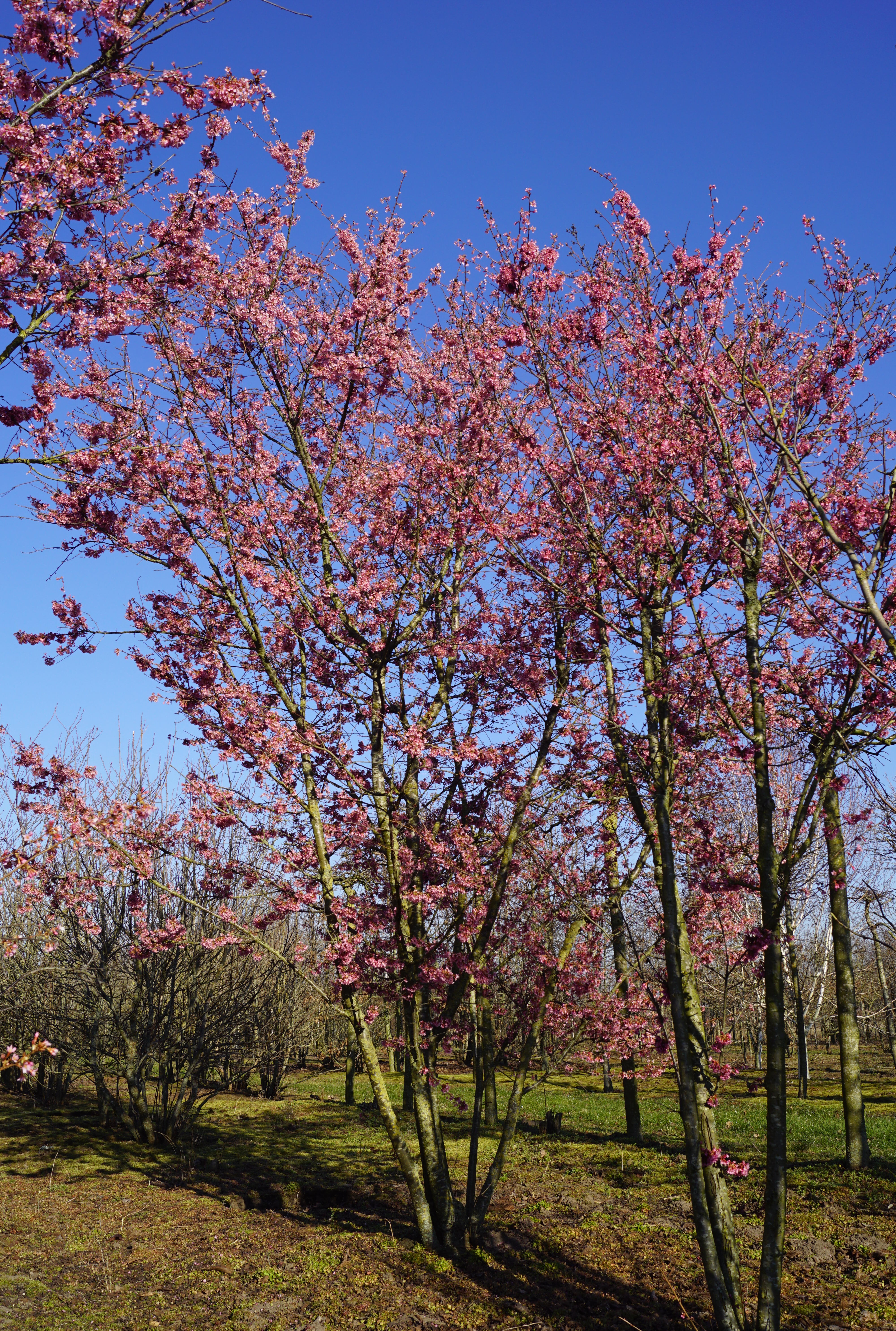 Prunus 'Okame' (1)